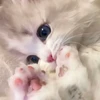 wnwn_dndn