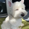 わんたん