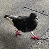 のぶ