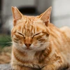 ものぐさ太郎