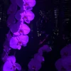 いち