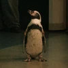 ぽるっく