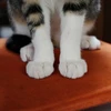 ｍｉｍｉ