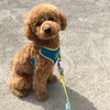 ねがねLIJC