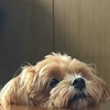ひ