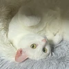 ゆーか