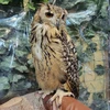 owlrest7