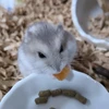 yuripi