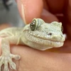 ないちん