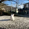 しゅー