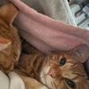 ともす