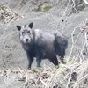 オオサカザウルス