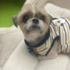 あやか