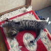 ぽ