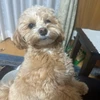 みやりょう