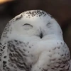 pollo