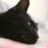 リラ