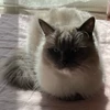 くしゃがら