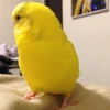 のん