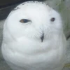 見たい映画いっぱい