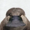 カモノハシ