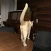 せつこ