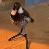 haru