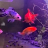 えいがさけ