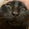 ちゃき