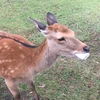 しか