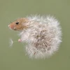 ありんこ