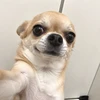 ゆゆ