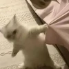 璃