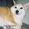 いぬ