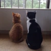 だ