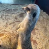 さばのみそに