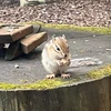フーミン