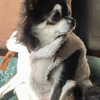 がーでん