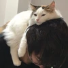 ナツ