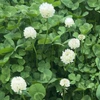 蜜蜂みつば