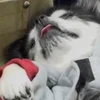 目胃