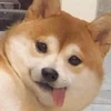 碧