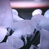 れでぃばぁど