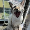 くろ