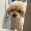 らんまる