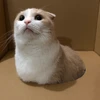 トコたん