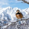 Varied_Tit