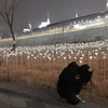 Kaori