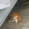 こもやまともち