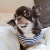 ノチ